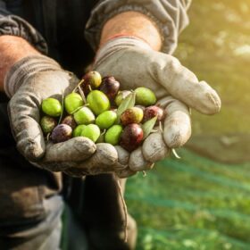 Raccolta delle olive